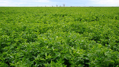 Alfalfa Varieties Resources