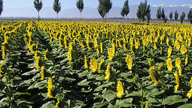 Sunflower Varieties Resources